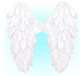 Alas Plegables de Plumas de 50x50 cm en varios colores