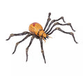 Araña marrón de 21x14x4 cm