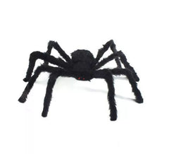 Black spider with short legs of 75 cm