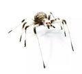 Araña patas largas de 6X58X17 cm