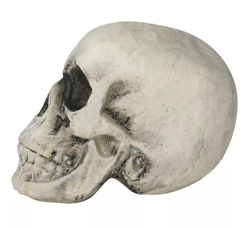 Calavera Amarillenta 17 cm