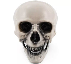 Skull with Moving Jaw