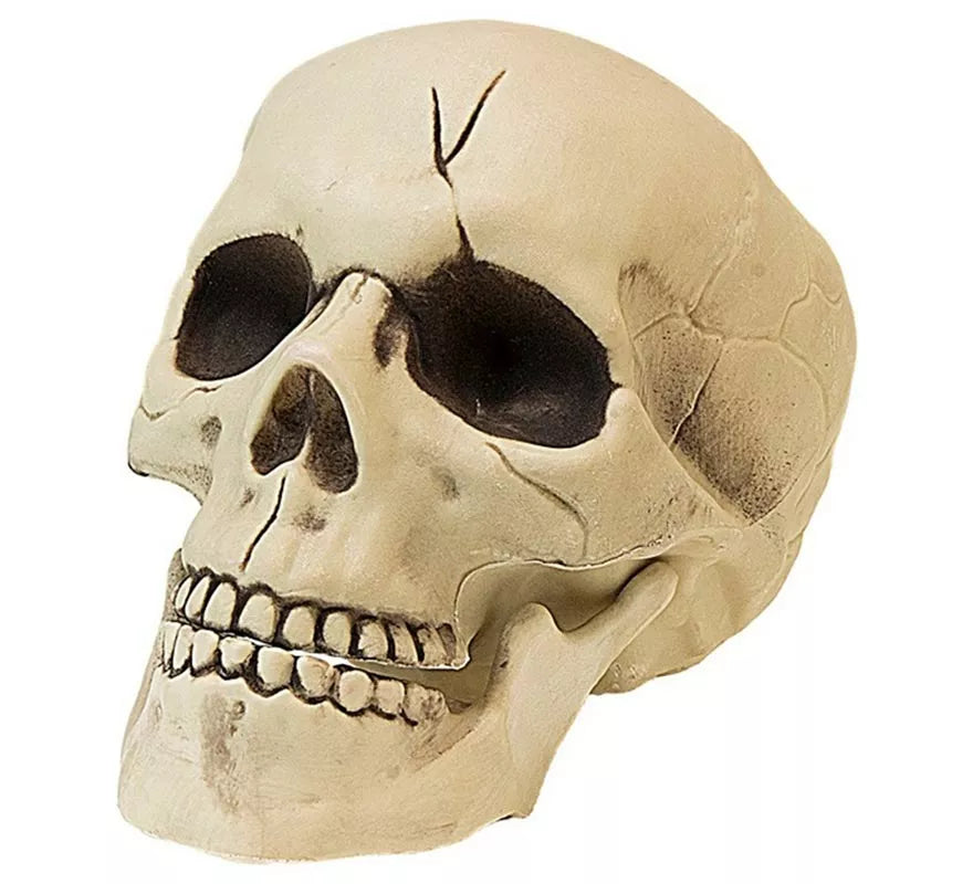 Translation missing: en.Calavera con Mandíbula y Movimiento de Plástico de 21 cm