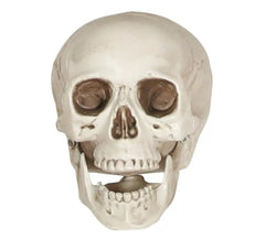 20cm skull