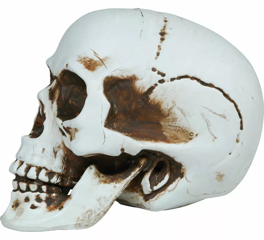 Translation missing: en.Calavera de 22 cm