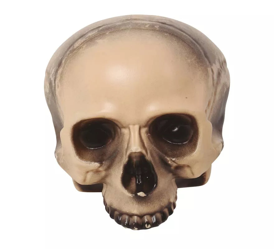 Calavera sin Mentón 20 cm