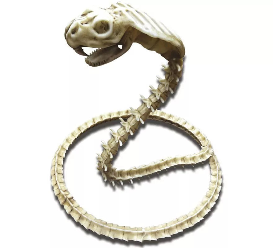 Translation missing: en.Cobra Esqueleto de 50 cm