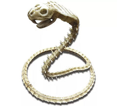 Cobra Skeleton 50 cm