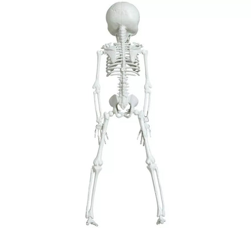 Colgante Esqueleto Alienígena 42 cm