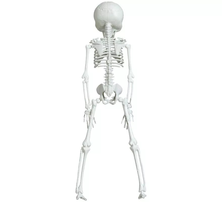Colgante Esqueleto Alienígena 42 cm