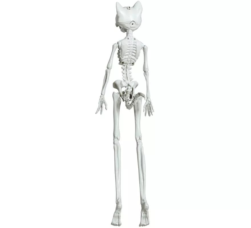 Colgante Esqueleto Gato 37 cm
