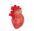 Corazón Estrujable rojo