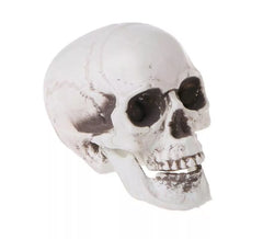 Worn white skull 16x13 cm