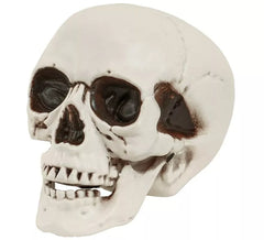 Skull or Skull with Movable Jaw of 28 cm