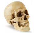 Cráneo o Calavera para decoración de 17x13x19 cm