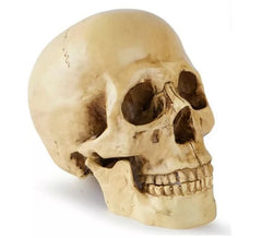 Skull or Calavera for decoration 17x13x19 cm