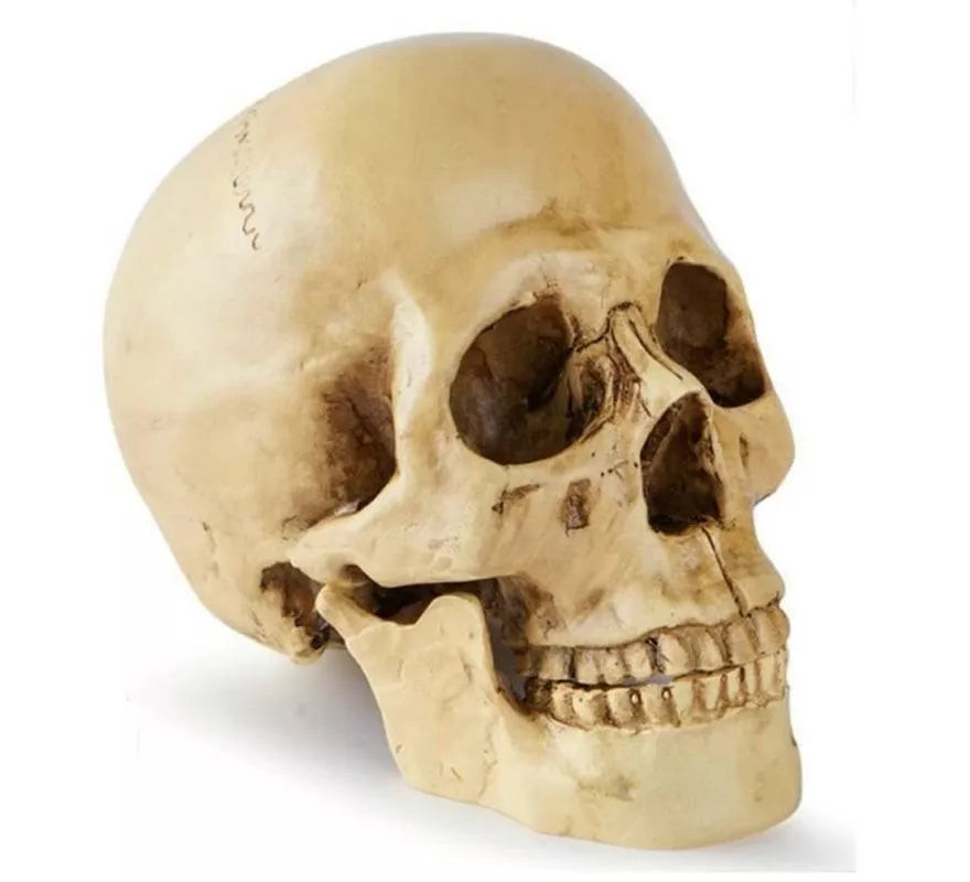 Translation missing: en.Cráneo o Calavera para decoración de 17x13x19 cm