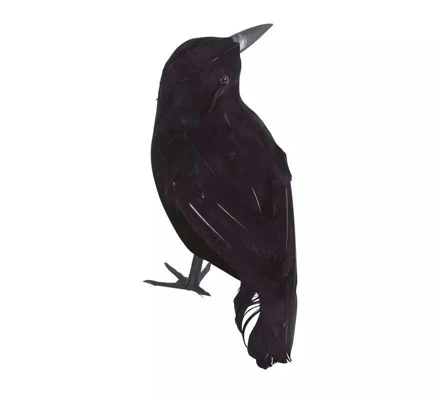 Cuervo Negro 25 cm