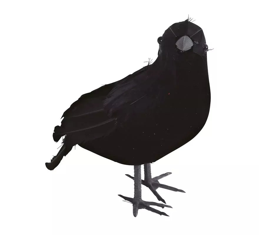 Cuervo Negro 25 cm