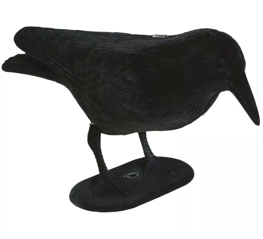 Cuervo negro 30 cm