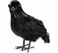 Cuervo negro con Plumas