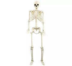 Skeleton 160 cm