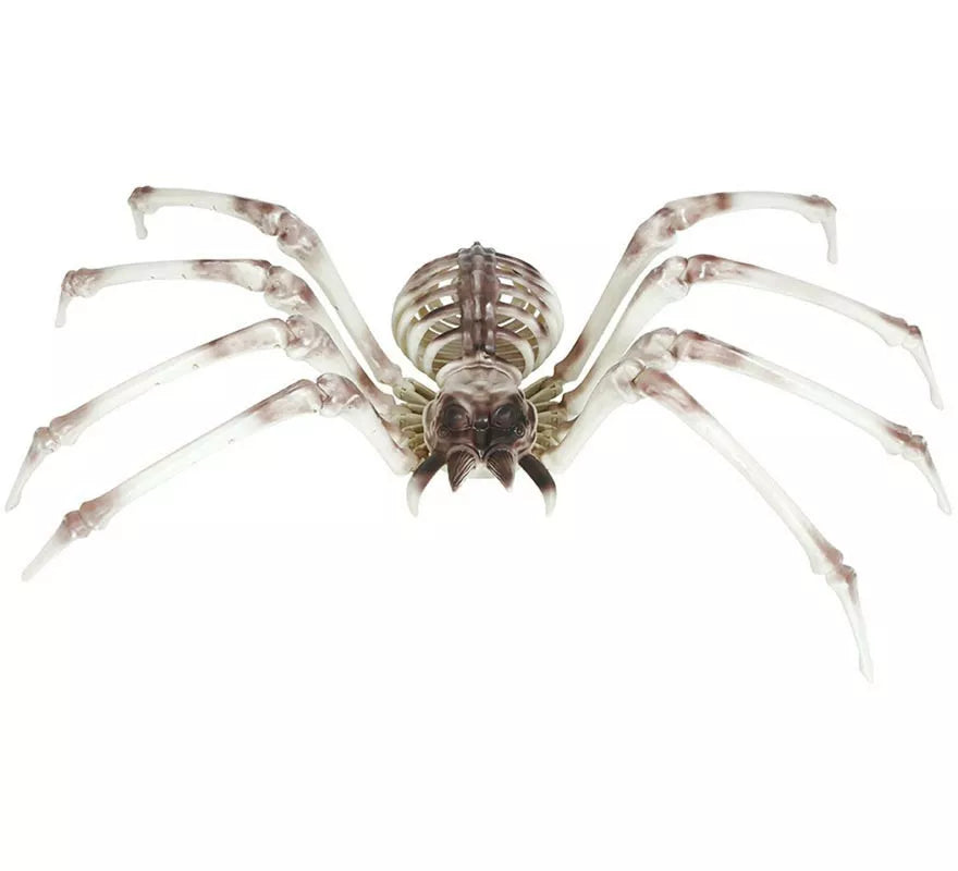 Esqueleto Araña 85x35 cm