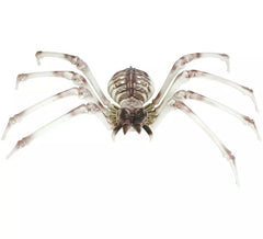 Spider Skeleton 85x35 cm