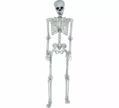 Articulated skeleton of 145 cm