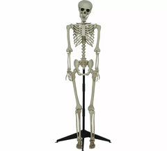 155 cm Articulated Skeleton
