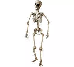 Articulated skeleton of 160 cm