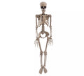 Esqueleto Colgante de 20,5x9,5x90 cm