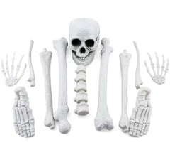 Skeleton with Skull and 11 Pieces