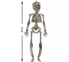 30cm skeleton