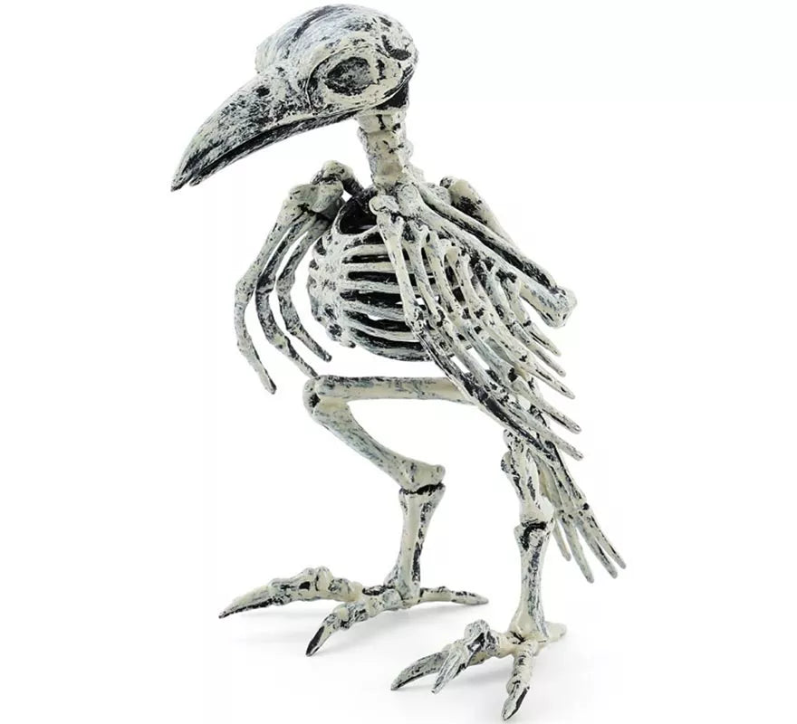 Esqueleto de Cuervo