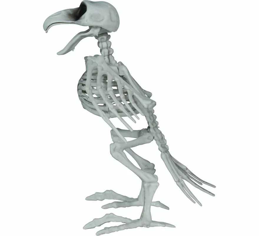 Esqueleto de Cuervo de 20 cm