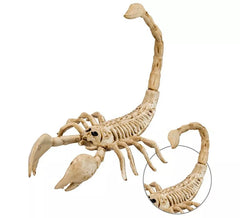 Scorpion skeleton 30 cm