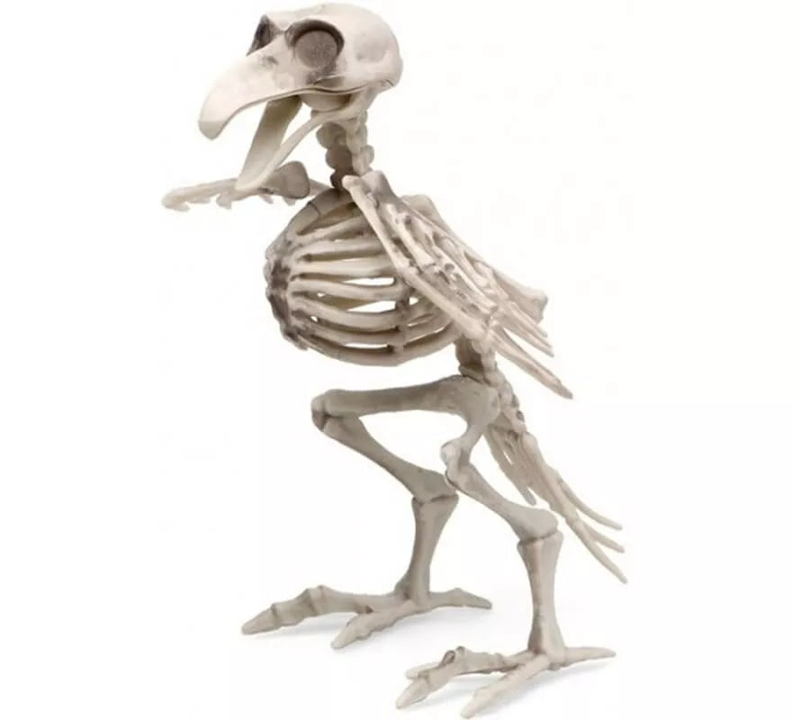 Esqueleto de Pájaro de 19x12 cm