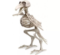19x12 cm Bird Skeleton