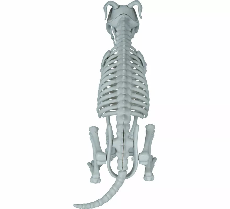 Translation missing: en.Esqueleto de Perro de 38 cm