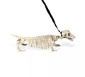 Esqueleto de Perro Salchicha con Correa de 55 cm