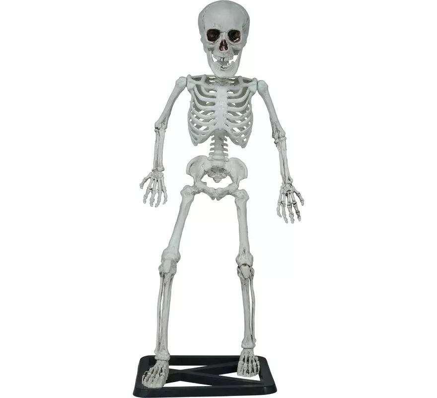 Esqueleto de Pie de 55 cm
