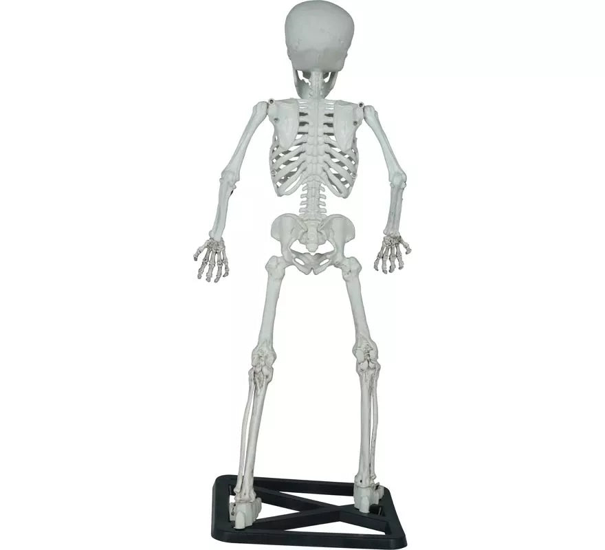 Esqueleto de Pie de 55 cm