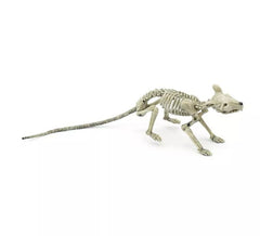 Skeleton of Rat long tail 36 cm