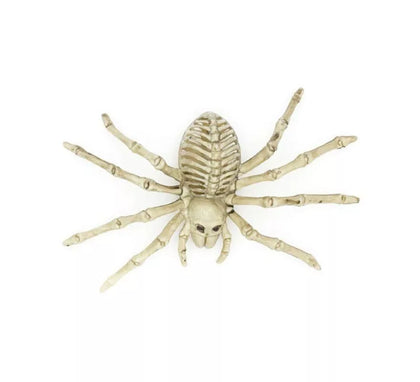 Esqueleto de Tarántula beige