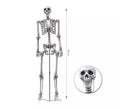 Esqueleto Humano completo de 155 cm