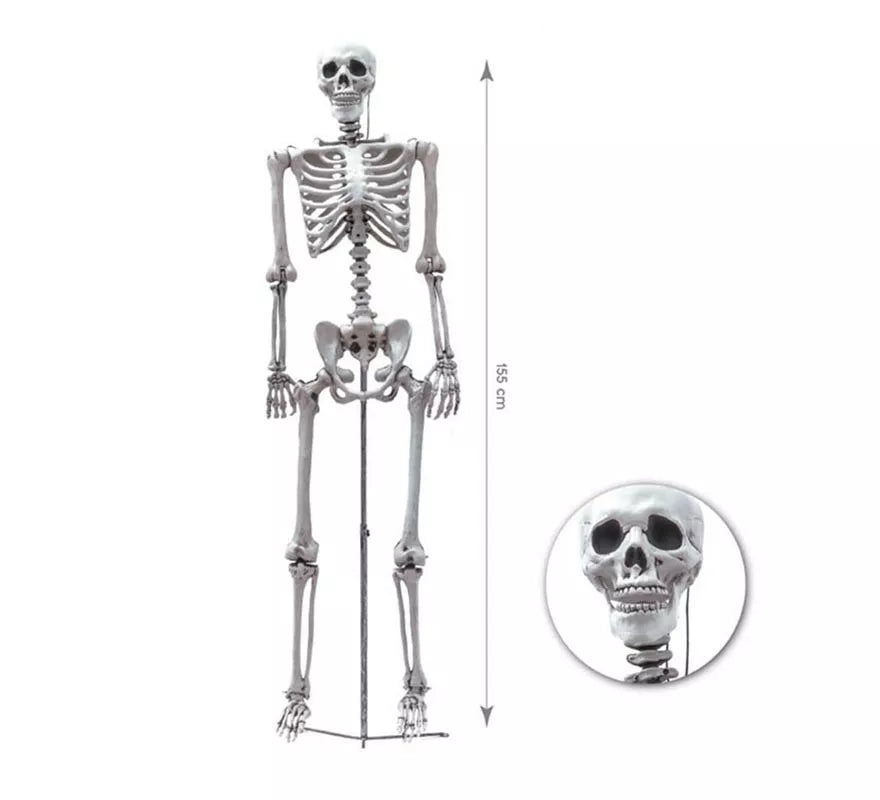 Translation missing: en.Esqueleto Humano completo de 155 cm
