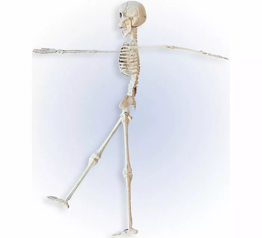 Esqueleto Posable de 40 cm