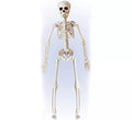 Esqueleto Posable de 40 cm