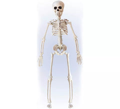 40cm Posable Skeleton